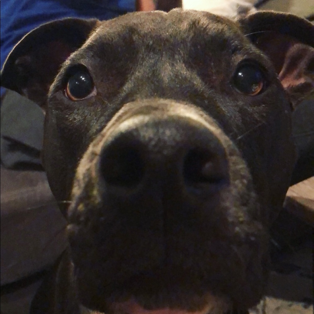 Meet your Posher, Kahla